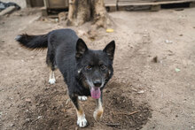 DIDA, Hund, Mischlingshund in Bulgarien - Bild 4