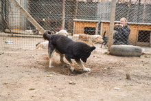 DIDA, Hund, Mischlingshund in Bulgarien - Bild 7