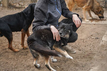 DIDA, Hund, Mischlingshund in Bulgarien - Bild 8