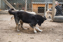 DIDA, Hund, Mischlingshund in Bulgarien - Bild 9