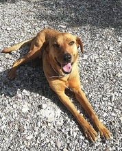 KARAMELLA, Hund, Mischlingshund in Griechenland - Bild 1