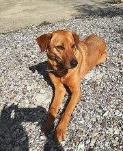 KARAMELLA, Hund, Mischlingshund in Griechenland - Bild 4