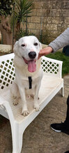 TIMMY, Hund, Mischlingshund in Italien - Bild 9
