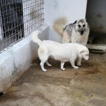 BILLY, Hund, Mischlingshund in Boxberg - Bild 1