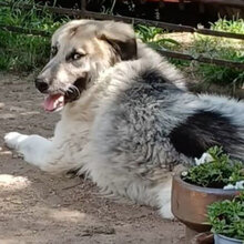 BILLY, Hund, Mischlingshund in Boxberg - Bild 10