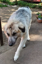 BILLY, Hund, Mischlingshund in Boxberg - Bild 11