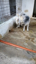 BILLY, Hund, Mischlingshund in Boxberg - Bild 4