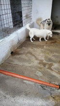 BILLY, Hund, Mischlingshund in Boxberg - Bild 5