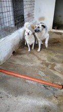 BILLY, Hund, Mischlingshund in Boxberg - Bild 7