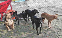 ABBY, Hund, Mischlingshund in Bulgarien - Bild 3
