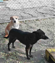 ABBY, Hund, Mischlingshund in Bulgarien - Bild 4