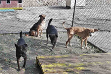 ABBY, Hund, Mischlingshund in Bulgarien - Bild 5