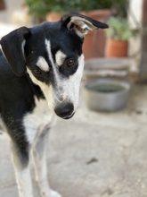 NIKITA, Hund, Mischlingshund in Italien - Bild 3