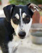 NIKITA, Hund, Mischlingshund in Italien - Bild 9