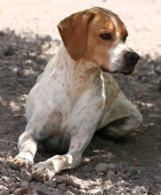 FULL, Hund, Pointer in Spanien - Bild 7