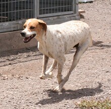 FULL, Hund, Pointer in Spanien - Bild 8