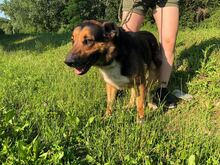 PIO, Hund, Deutscher Schäferhund-Mix in Kroatien - Bild 2