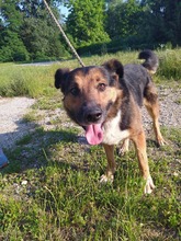 PIO, Hund, Mischlingshund in Kroatien - Bild 1