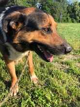 PIO, Hund, Mischlingshund in Kroatien - Bild 10
