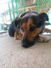 PIO, Hund, Mischlingshund in Kroatien - Bild 11