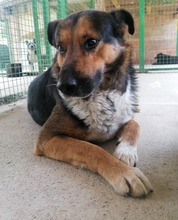 PIO, Hund, Mischlingshund in Kroatien - Bild 12