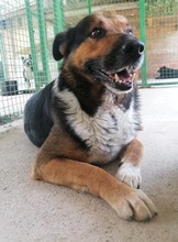 PIO, Hund, Mischlingshund in Kroatien - Bild 14