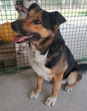 PIO, Hund, Mischlingshund in Kroatien - Bild 16