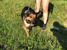 PIO, Hund, Mischlingshund in Kroatien - Bild 3