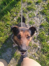 PIO, Hund, Mischlingshund in Kroatien - Bild 4