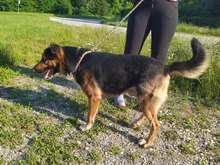 PIO, Hund, Mischlingshund in Kroatien - Bild 5