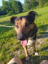 PIO, Hund, Mischlingshund in Kroatien - Bild 6