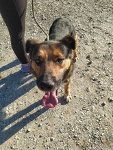 PIO, Hund, Mischlingshund in Kroatien - Bild 7