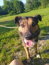PIO, Hund, Mischlingshund in Kroatien - Bild 9