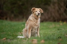TIFLIS, Hund, Bretonischer Vorstehhund-Mix in Kürten - Bild 10