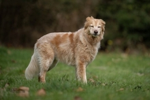 TIFLIS, Hund, Bretonischer Vorstehhund-Mix in Kürten - Bild 11