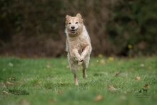 TIFLIS, Hund, Bretonischer Vorstehhund-Mix in Kürten - Bild 13