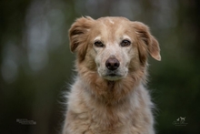 TIFLIS, Hund, Bretonischer Vorstehhund-Mix in Kürten - Bild 8