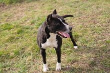 LINA, Hund, American Staffordshire Terrier-Mix in Kroatien - Bild 1