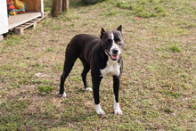 LINA, Hund, American Staffordshire Terrier-Mix in Kroatien - Bild 4