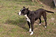LINA, Hund, American Staffordshire Terrier-Mix in Kroatien - Bild 6