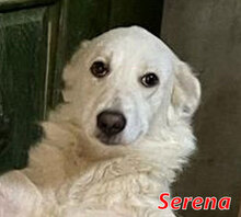 SERENA, Hund, Mischlingshund in Italien - Bild 1