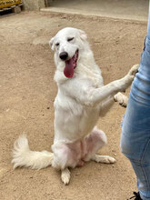 SERENA, Hund, Mischlingshund in Italien - Bild 10