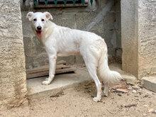 SERENA, Hund, Mischlingshund in Italien - Bild 11