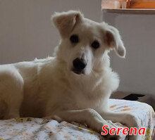 SERENA, Hund, Mischlingshund in Italien - Bild 13
