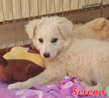 SERENA, Hund, Mischlingshund in Italien - Bild 15