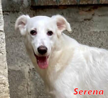 SERENA, Hund, Mischlingshund in Italien - Bild 7
