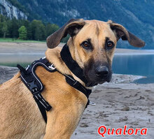 QUALORA, Hund, Mischlingshund in Zürich - Bild 1