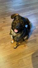 BRUNOC, Hund, Mischlingshund in Morbach - Bild 1