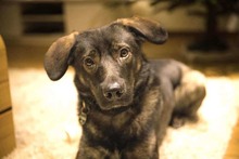 BRUNOC, Hund, Mischlingshund in Morbach - Bild 2