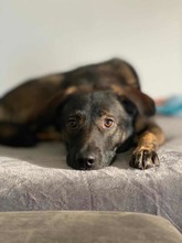 BRUNOC, Hund, Mischlingshund in Morbach - Bild 3